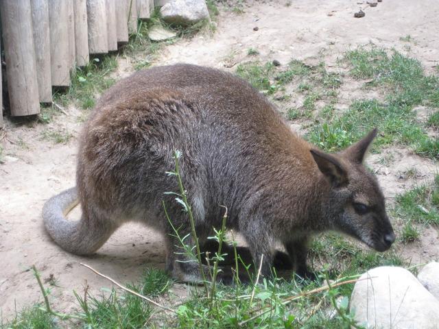 John Ball Zoological Garden